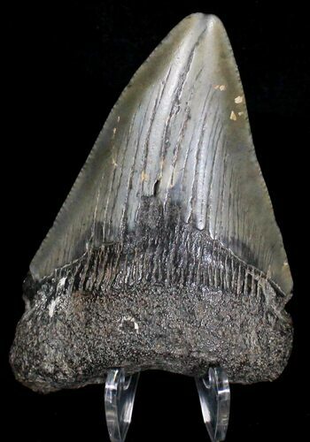 Bargain Megalodon Tooth - South Carolina #18413